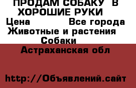 ПРОДАМ СОБАКУ  В ХОРОШИЕ РУКИ  › Цена ­ 4 000 - Все города Животные и растения » Собаки   . Астраханская обл.